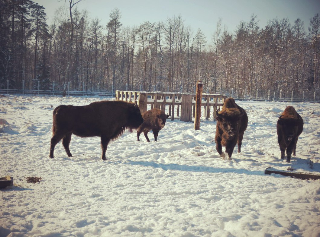 Зубры в Беловежской пуще. Зима 2016 г. Фото А.Басак