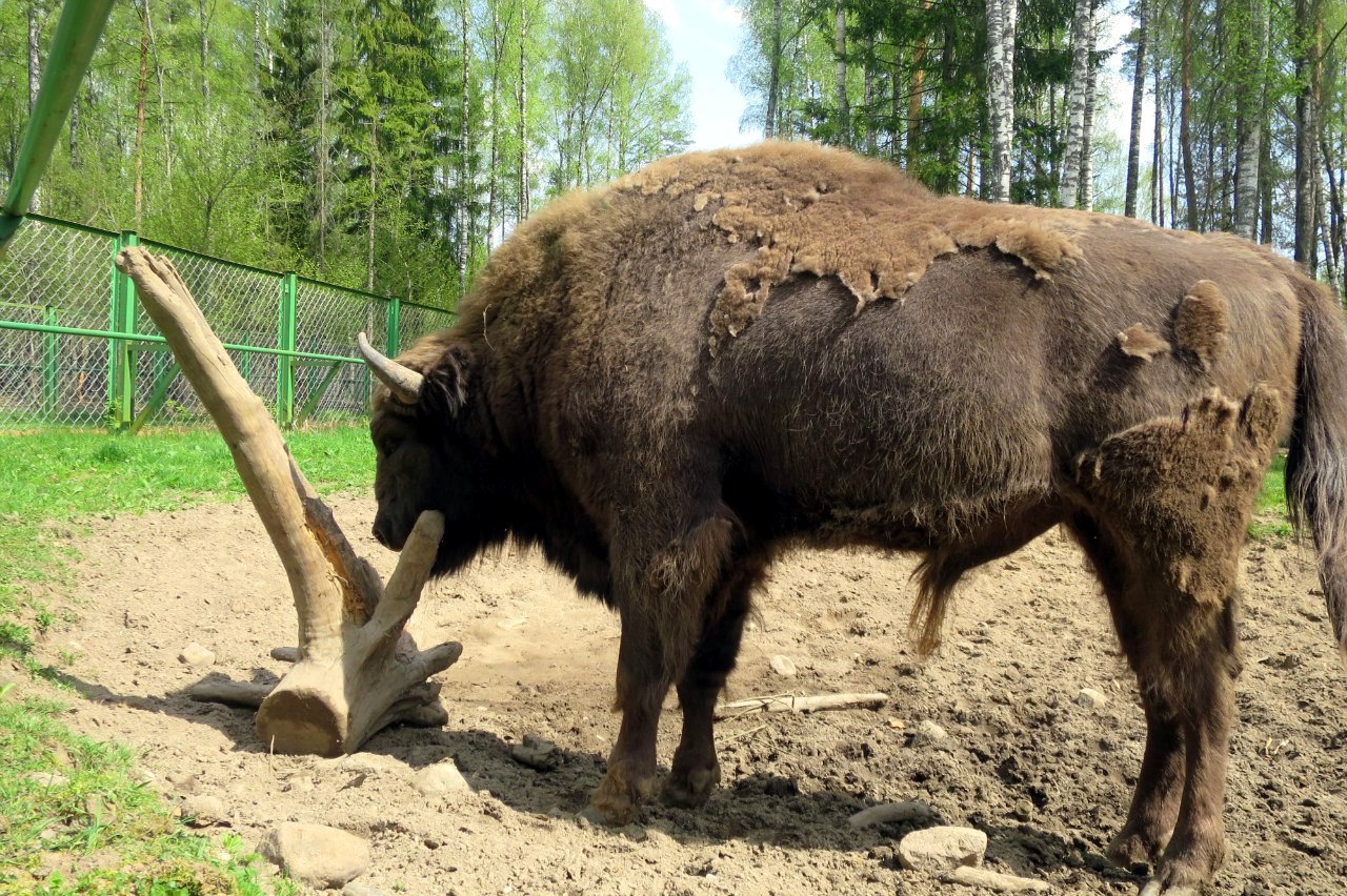 Bison in the forest zoo of the Biosphere Reserve Berezinsky. Spring 2016 Photo by A.Basak