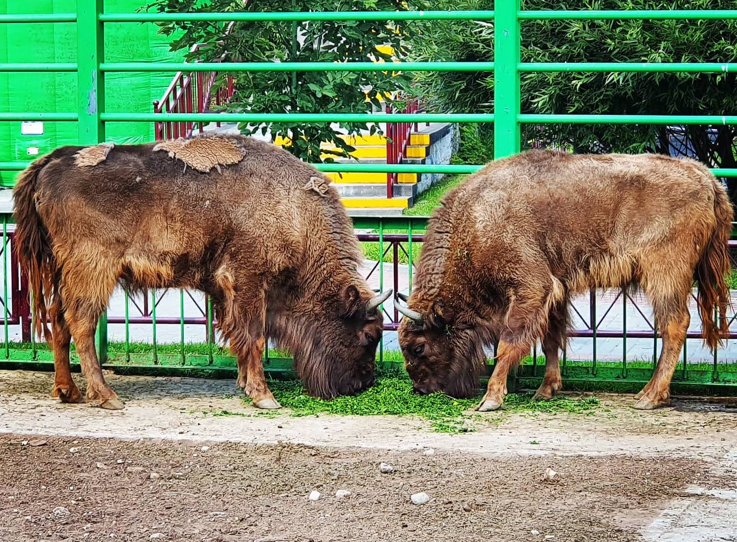 Зубры в Гродненском зоопарке. Лето 2020 г. Фото А.Басак