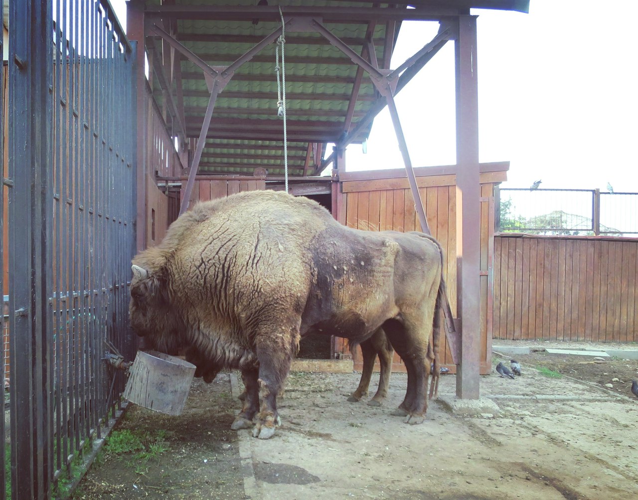 Зубр в Минском зоопарке. Осень 2016 г. Фото А.Басак