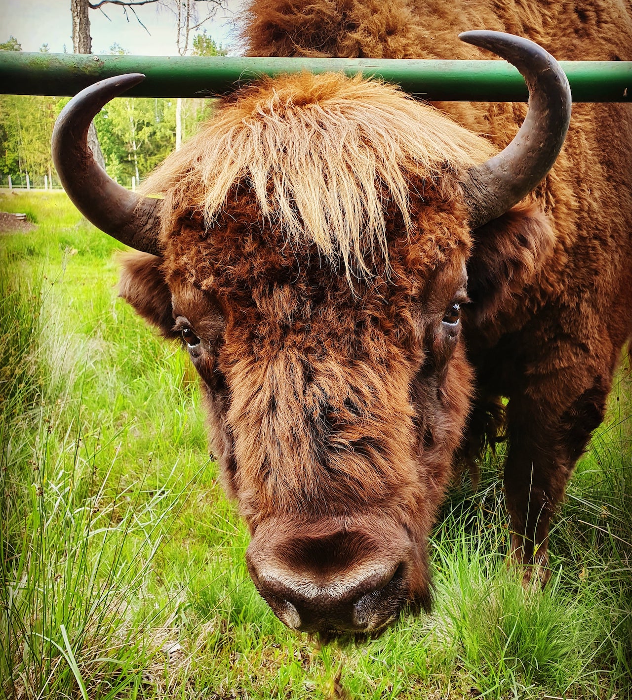 The famous bison Misha, who joined a herd of cows in Kobrin district. Belovezhskaya Pushcha. Summer Photo by A.Basak